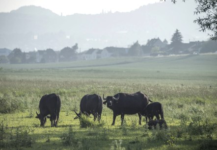 Prairies de Thuringe, © Kappest/Vulkanregion Laacher See Prairies de Thuringe, © Kappest/Vulkanregion Laacher See
