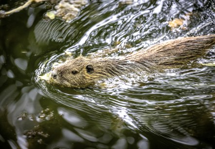 Nette Park Nutria, © Eifel Tourismus GmbH/Dominik Ketz Nette Park Nutria, © Eifel Tourismus GmbH/Dominik Ketz