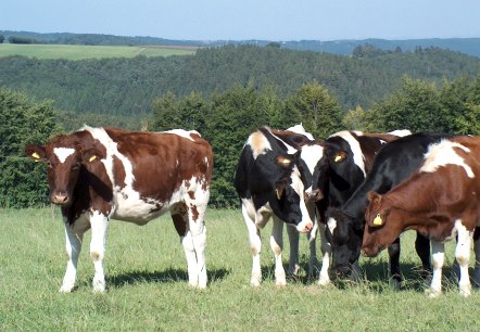 Koeien uit de Eifel, © Rursee-Touristik GmbH Koeien uit de Eifel, © Rursee-Touristik GmbH