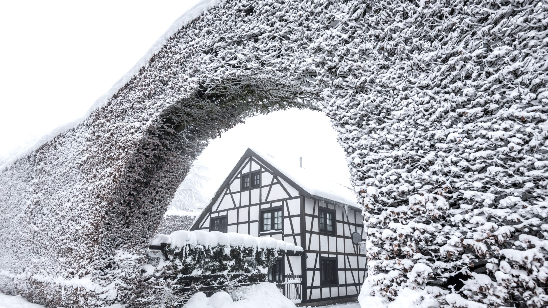 Buchenhecke, © Eifel Tourismus GmbH, Dominik Ketz Buchenhecke, © Eifel Tourismus GmbH, Dominik Ketz