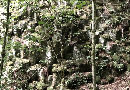 Wolfsschlucht Basaltsäulen, © GesundLand Vulkaneifel GmbH Wolfsschlucht Basaltsäulen, © GesundLand Vulkaneifel GmbH