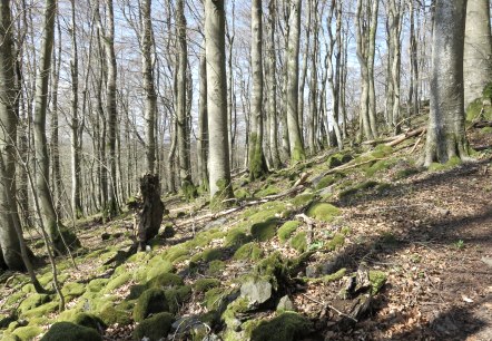 Chemin qui monte vers le mur d'enceinte, © TI Kelberg Chemin qui monte vers le mur d'enceinte, © TI Kelberg