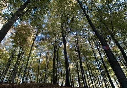 Parc national de l'Eifel, © A. Simantke Parc national de l'Eifel, © A. Simantke
