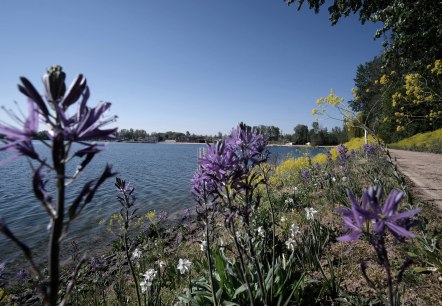 Seepark Zülpich, Blumen am Wasser, © Seepark Zülpich Seepark Zülpich, Blumen am Wasser, © Seepark Zülpich