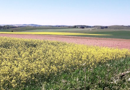 Ginsterblüte, © Tourist-Information Prümer Land/Elke Dahm Ginsterblüte, © Tourist-Information Prümer Land/Elke Dahm