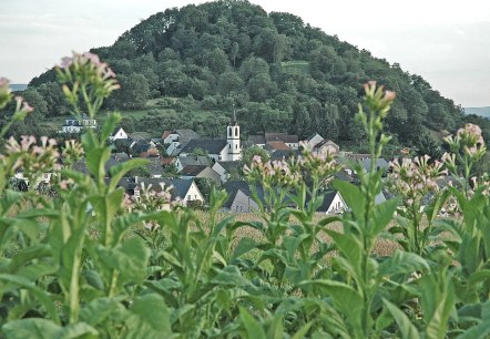 Neuerburger Kopf, © Tourist Information Wittlich Stadt & Land Neuerburger Kopf, © Tourist Information Wittlich Stadt & Land