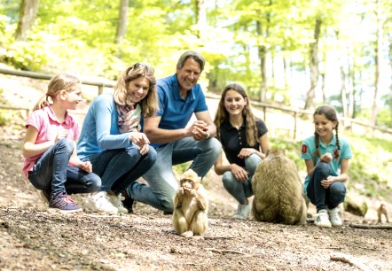 Affen füttern im Wild- und Erlebnispark Daun, © Eifel Tourismus GmbH, Dominik Ketz Affen füttern im Wild- und Erlebnispark Daun, © Eifel Tourismus GmbH, Dominik Ketz