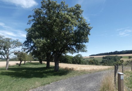 Ein Feldweg führt durch eine grüne Landschaft mit Bäumen und Wiesen unter einem klaren blauen Himmel., © TI Bitburger Land Ein Feldweg führt durch eine grüne Landschaft mit Bäumen und Wiesen unter einem klaren blauen Himmel., © TI Bitburger Land