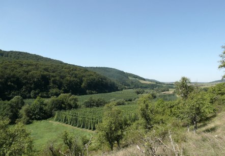 View over the hop fields in the Prüm Valley, © Felsenland Südeifel Tourismus GmbH View over the hop fields in the Prüm Valley, © Felsenland Südeifel Tourismus GmbH