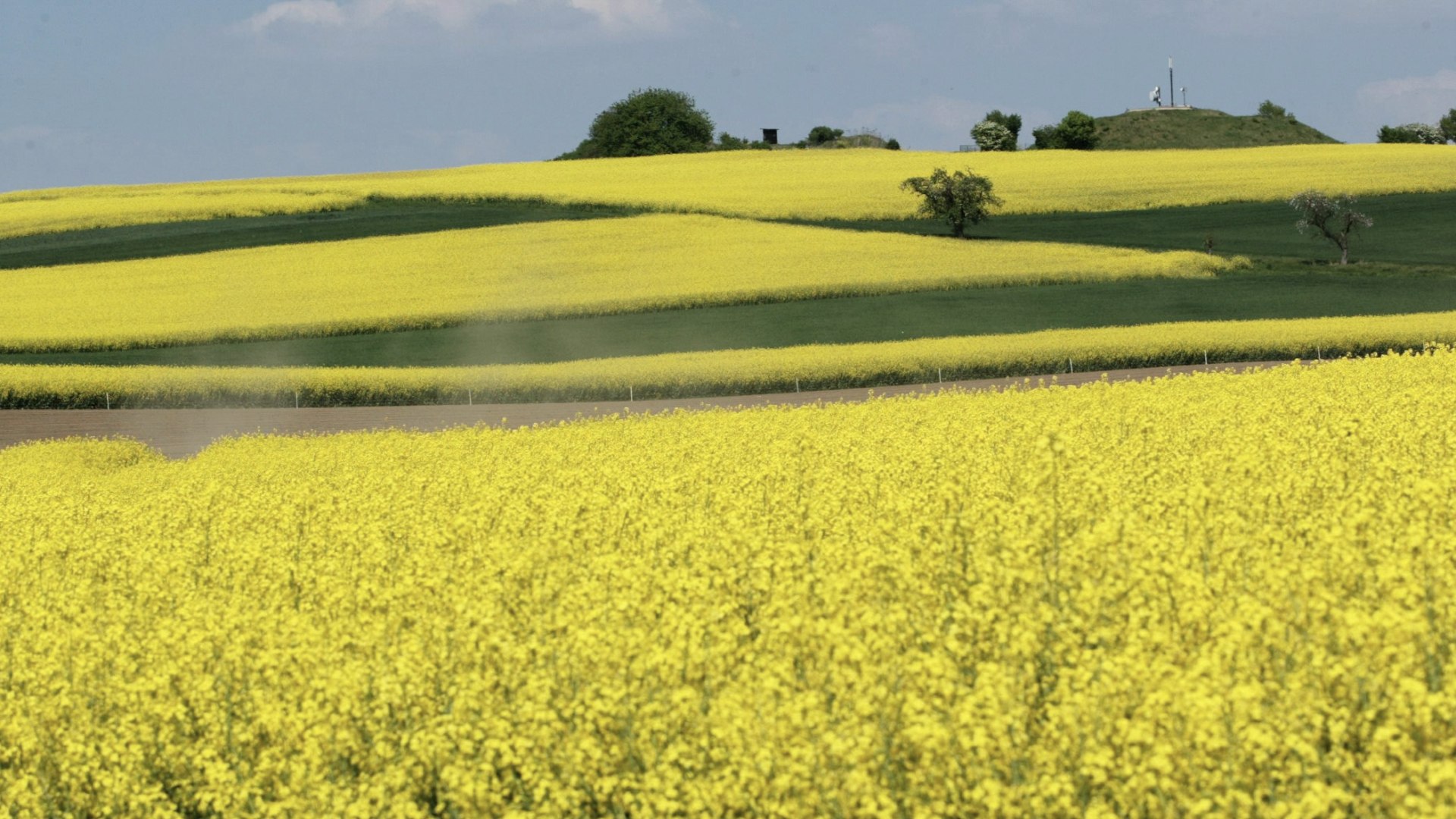 Frühling in der Eifel: Blühender Raps bei Maifeld, © VG Maifeld Frühling in der Eifel: Blühender Raps bei Maifeld, © VG Maifeld