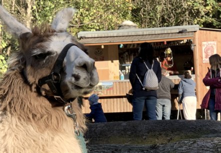 Randonnée des lamas Tour gourmand Randonnée des lamas Tour gourmand