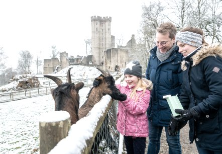 Adler- und Wolfspark Kasselburg Ziegen, © Eifel Tourismus GmbH, Dominik Ketz Adler- und Wolfspark Kasselburg Ziegen, © Eifel Tourismus GmbH, Dominik Ketz