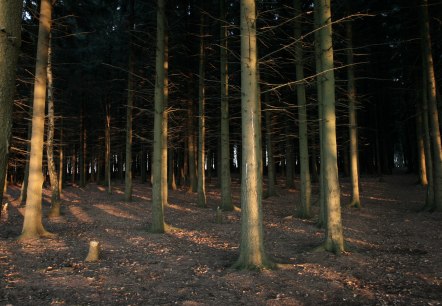 Blick in die Tiefen des Hürtgenwaldes Blick in die Tiefen des Hürtgenwaldes