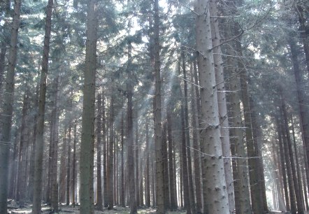 Blick in den Hürtgenwald Blick in den Hürtgenwald