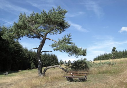 juniper-heath-by-arft, © Svenja Schulze-Entrup juniper-heath-by-arft, © Svenja Schulze-Entrup