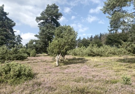 Wacholderheide, © Marcus Hüsgen Wacholderheide, © Marcus Hüsgen