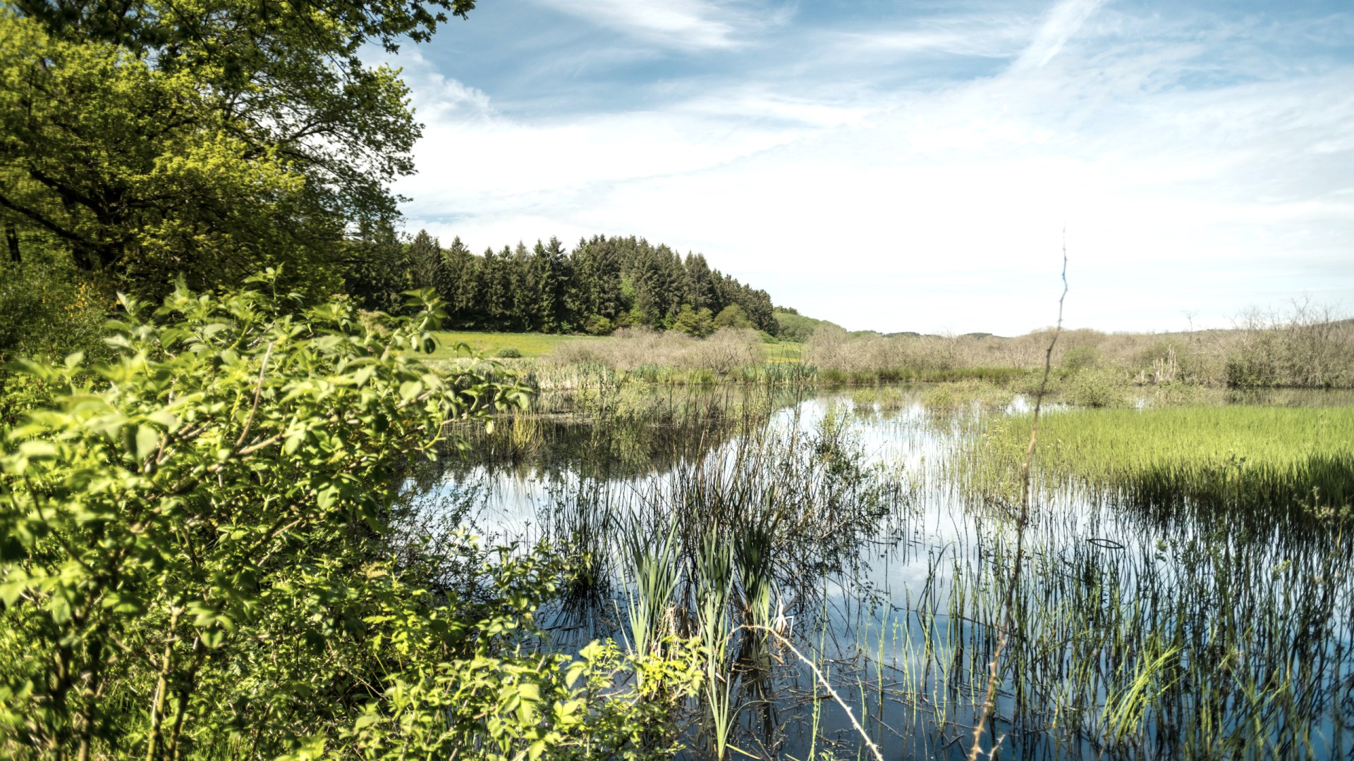 Naturschutzgebiet Mürmes, © Eifel Tourismus GmbH, Dominik Ketz Naturschutzgebiet Mürmes, © Eifel Tourismus GmbH, Dominik Ketz