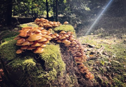 Die Wälder rund um die Schankweiler Klause bieten optimale Bedingungen für viele Arten von Pilzen. Die Wälder rund um die Schankweiler Klause bieten optimale Bedingungen für viele Arten von Pilzen.