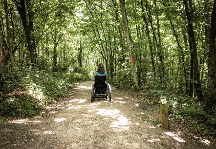 Eine Person im Rollstuhl fährt auf einem sonnigen Waldweg im Königswäldchen. Der Weg ist von grünen Bäumen gesäumt., © TI Bitburger Land Eine Person im Rollstuhl fährt auf einem sonnigen Waldweg im Königswäldchen. Der Weg ist von grünen Bäumen gesäumt., © TI Bitburger Land