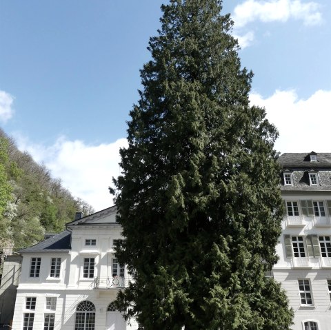 Lebensbaum am Kurf. Schlößchen Bad Bertrich 2, © GesundLand Vulkaneifel GmbH