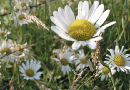 Blume, © Tourist-Information Prümer Land Blume, © Tourist-Information Prümer Land