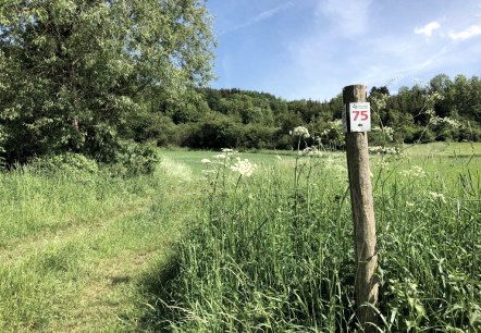 Un poteau en bois portant le marquage '75' se trouve sur une prairie verte dans le parc naturel de l'Eifel du Sud. En arrière-plan, on aperçoit des arbres et un ciel bleu., © TI Bitburger Land Un poteau en bois portant le marquage '75' se trouve sur une prairie verte dans le parc naturel de l'Eifel du Sud. En arrière-plan, on aperçoit des arbres et un ciel bleu., © TI Bitburger Land