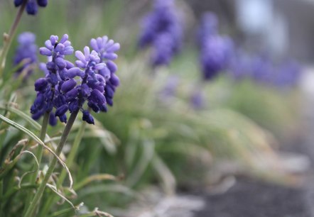 Symbolbild_Blumen, © Rursee-Touristik GmbH Symbolbild_Blumen, © Rursee-Touristik GmbH
