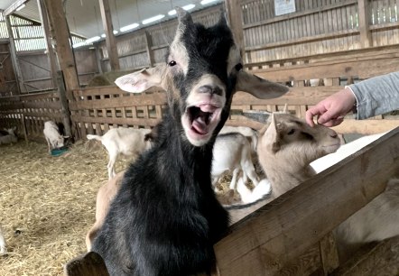Notre plus jeune chevreau Notre plus jeune chevreau