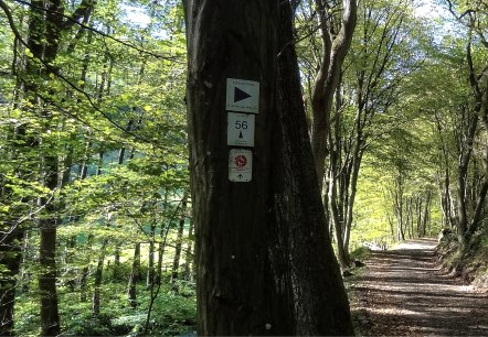 Wegstück mit Wald und Beschilderung, © Der Eifelyeti.de Wegstück mit Wald und Beschilderung, © Der Eifelyeti.de