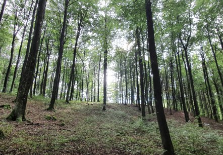 Buchenwald Schönecker Schweiz, © Tourist-Information Prümer Land, Seb. Wiesen Buchenwald Schönecker Schweiz, © Tourist-Information Prümer Land, Seb. Wiesen