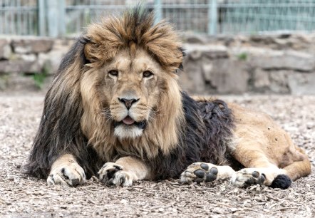 Löwe, © Eifel-Zoo Lünebach, Wallpott Löwe, © Eifel-Zoo Lünebach, Wallpott