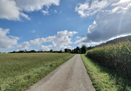 Eine schmale Straße führt durch grüne Felder, rechts ein Maisfeld. Der Himmel ist blau mit weißen Wolken., © TI Bitburger Land Eine schmale Straße führt durch grüne Felder, rechts ein Maisfeld. Der Himmel ist blau mit weißen Wolken., © TI Bitburger Land