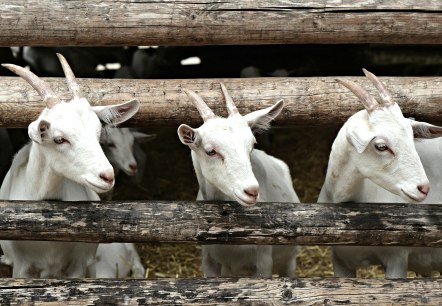 Goats, © Felsenland Südeifel Tourismus Goats, © Felsenland Südeifel Tourismus