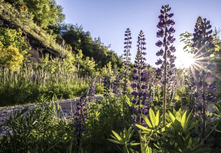 Lupins sur le Mur Noir, © Kappest/VG Pellenz Lupins sur le Mur Noir, © Kappest/VG Pellenz