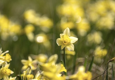 Narzissenwiesen im Perlenbachtal, © Städteregion Aachen, Dominik Ketz Narzissenwiesen im Perlenbachtal, © Städteregion Aachen, Dominik Ketz