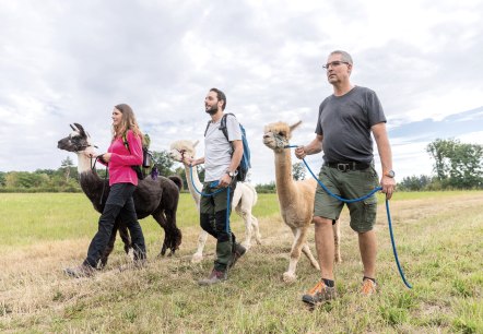 Alpaka und Lama Wanderung, © Eifel Tourismus GmbH, AR - shapefruit AG Alpaka und Lama Wanderung, © Eifel Tourismus GmbH, AR - shapefruit AG