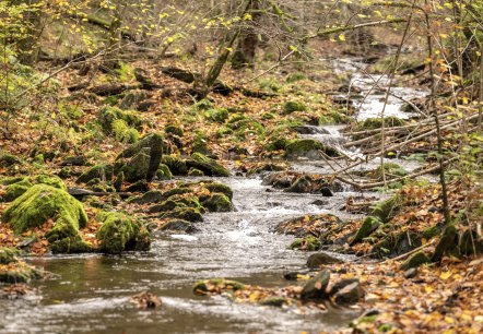 Wanderweg 75 - Püngelbach, © Eifel Tourismus GmbH, Dominik Ketz Wanderweg 75 - Püngelbach, © Eifel Tourismus GmbH, Dominik Ketz