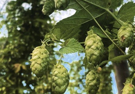 Hops, © Felsenland Südeifel Tourismus GmbH / Anna Carina Krebs Hops, © Felsenland Südeifel Tourismus GmbH / Anna Carina Krebs