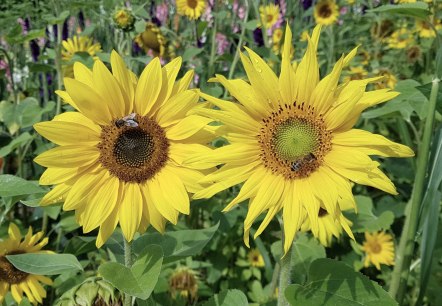 Blumen, © Anne Hilker Blumen, © Anne Hilker