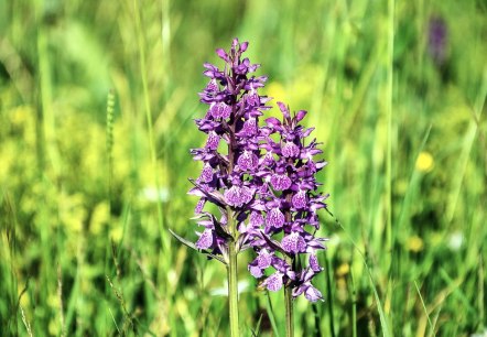 Wilde Orchideen, © Pixabay Wilde Orchideen, © Pixabay