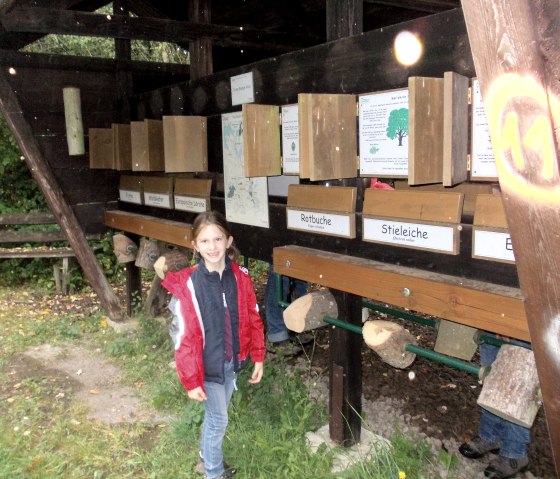Ein Kind steht lächelnd vor einer Walderlebnisstation mit verschiedenen Holzproben und Informationstafeln im Freien., © Tourist-Information Bitburger Land