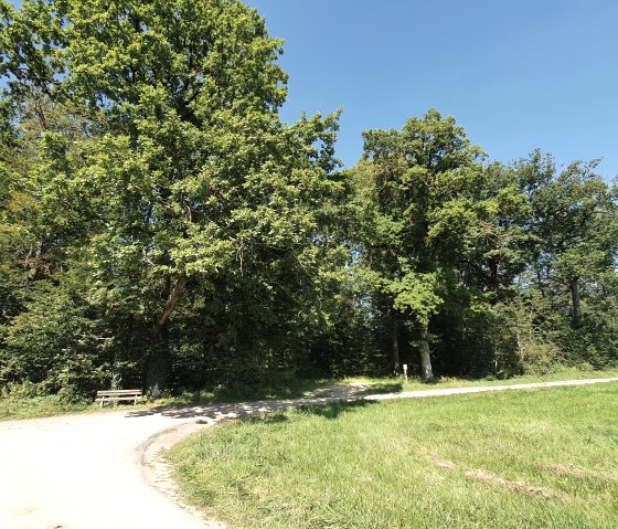 Fork in the road with bench, surrounded by green trees and meadow, under a clear blue sky., © TI Bitburger Land