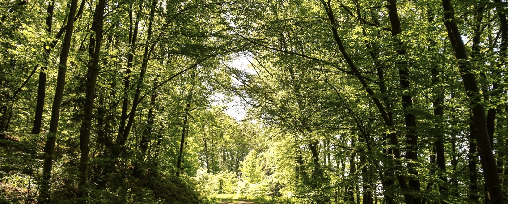 Section of the Weitblick hiking trail, © Laura Rinneburger