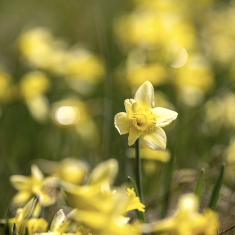Narcissenweiden in de Perlenbachvallei, © Städteregion Aachen, Dominik Ketz
