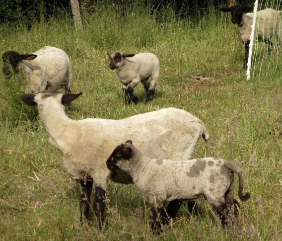 Moutons