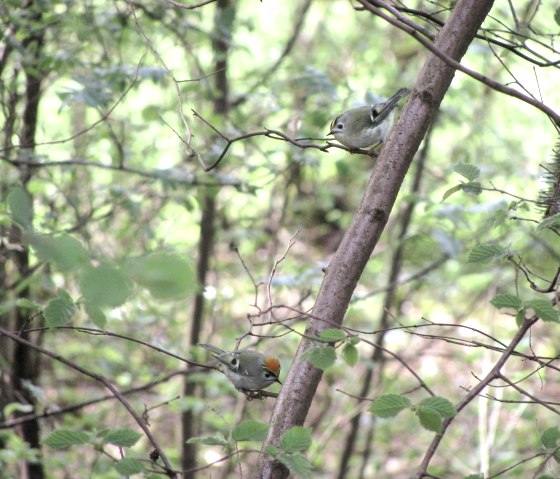 Zwei kleine Vögel sitzen auf einem Ast in einem dichten, grünen Wald. Die Umgebung ist voller Blätter und Zweige.