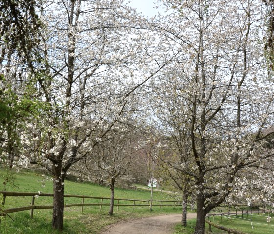 Der Pfauenweg im Frühjahr in der Vulkaneifel