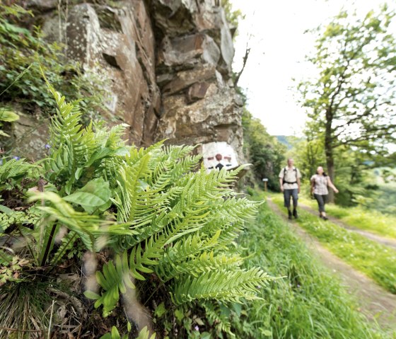 AhrSteig near Schuld, © Ahrtaltourismus_AhrSteig,D.Ketz