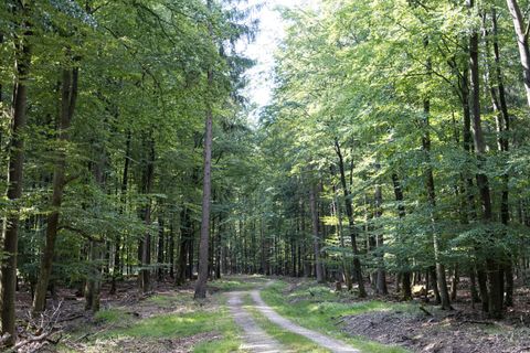 A forest path leads through a dense, green forest on the EifelSpur wilderness trail.