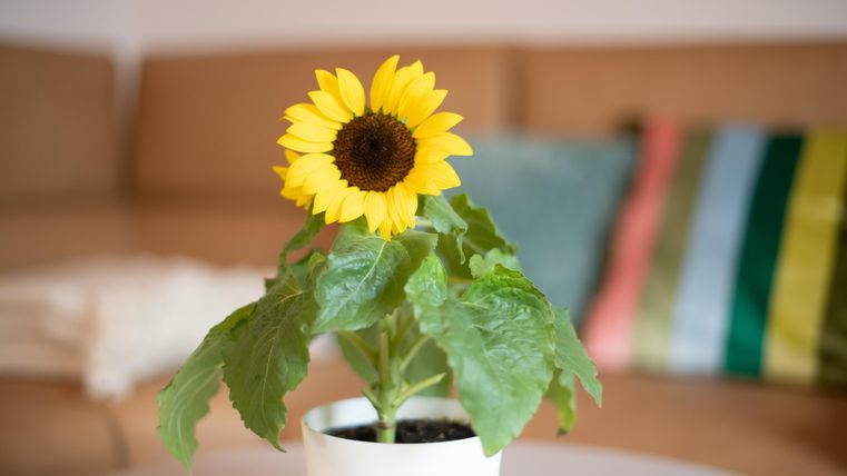 Eine Sonnenblume in einem weißen Topf steht auf einem Tisch. Im Hintergrund sind ein beiges Sofa und bunte Kissen zu sehen.